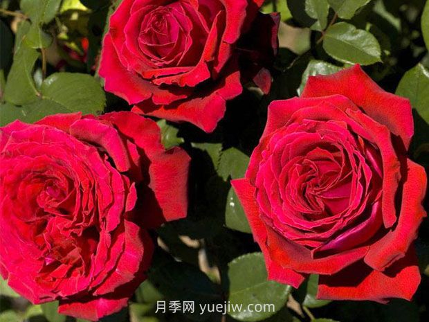 法國玫昂月季，品種匯集(圖7)
