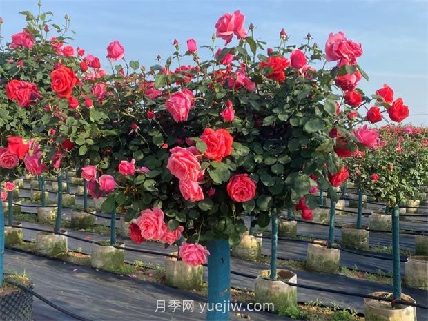 園林行業(yè)術(shù)語：苗木相關(guān)參數(shù)知識科普(圖1)