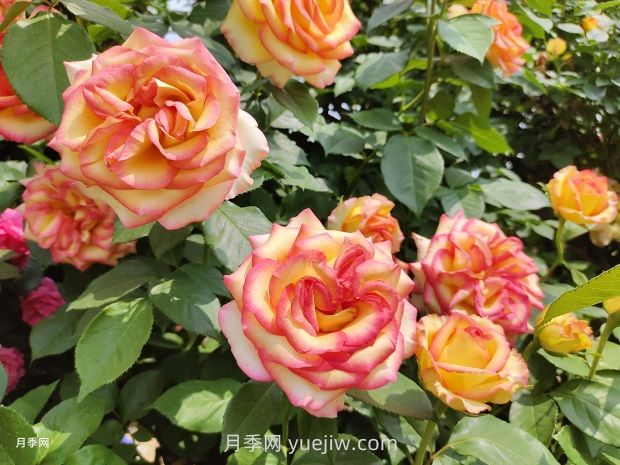 5月下旬月季容易黃葉的原因和應對措施(圖1)