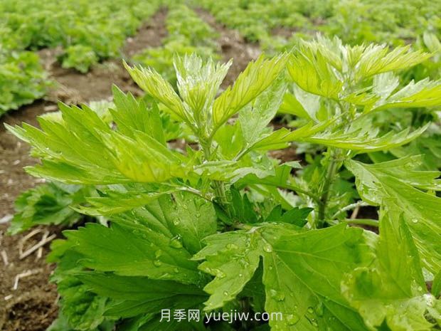 加快南陽艾產(chǎn)業(yè)標(biāo)準(zhǔn)化規(guī)范化發(fā)展，訪艾葉攻關(guān)組組長(圖1)