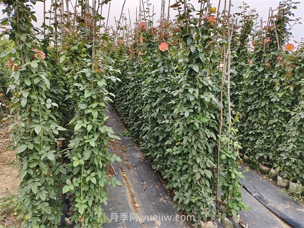 藤蔓月季是什么？藤本月季怎么養(yǎng)護(hù)？(圖2)