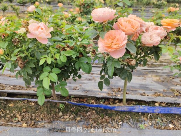 棒棒糖月季怎么養(yǎng)？養(yǎng)護(hù)小技巧，越長越旺(圖1)