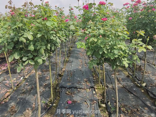 棒棒糖月季怎么養(yǎng)？養(yǎng)護(hù)小技巧，越長越旺(圖2)
