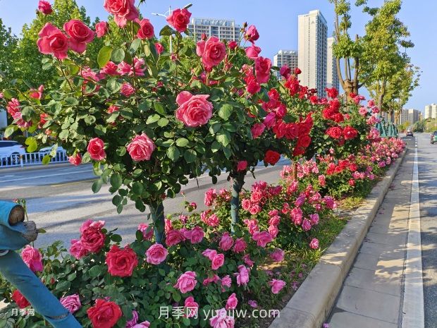 樹狀月季葉片發(fā)黃怎么辦？原因和應(yīng)對措施(圖1)