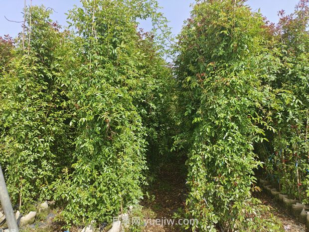 薔薇幾月份開花？(圖3)