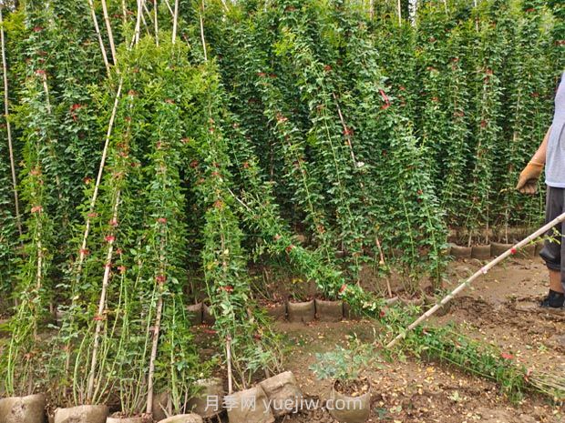 薔薇花怎樣種植？(圖1)
