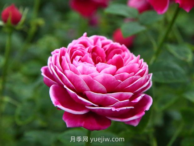 5種月季品種不適合重剪，有些月季會(huì)一剪沒(圖2)