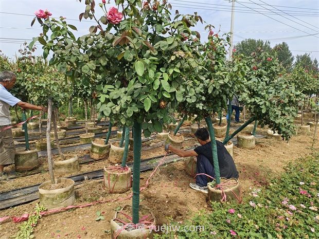 樹(shù)樁月季移植之后，先搭支撐還是先澆水？(圖2)