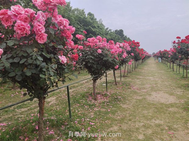 樹(shù)樁月季移植之后，先搭支撐還是先澆水？(圖1)