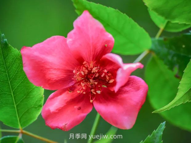 亮葉月季與常見月季有何不同？(圖1)