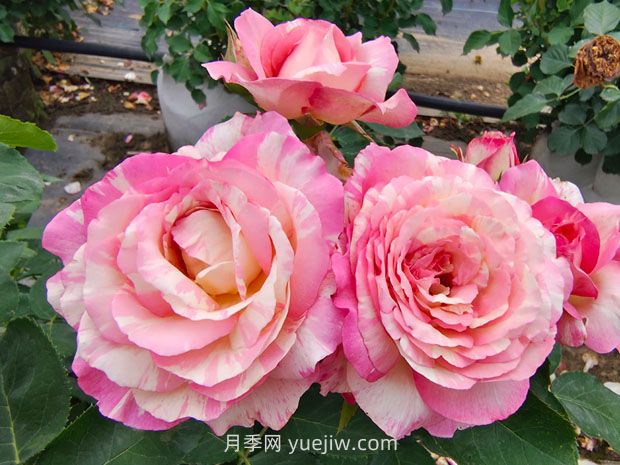 推薦16種雙色條紋月季品種，感受色彩與線條的碰撞(圖4)