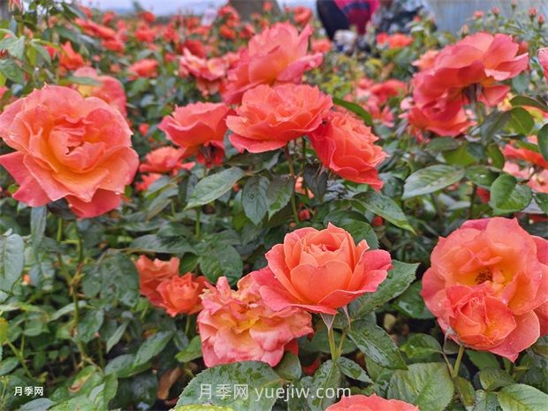 紅從容月季，花型美抗性佳，花色漸變美化花壇(圖1)