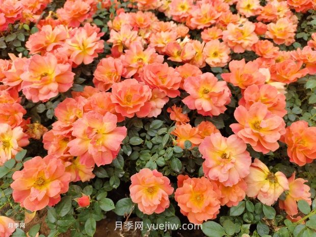 紅從容月季，花型美抗性佳，花色漸變美化花壇(圖2)