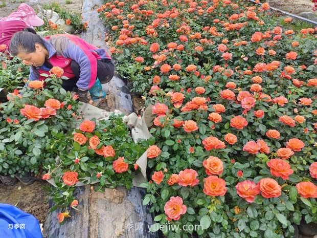 紅從容月季，花型美抗性佳，花色漸變美化花壇(圖3)