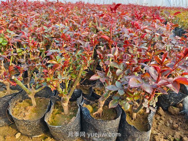 新買的月季苗怎么移栽？(圖1)