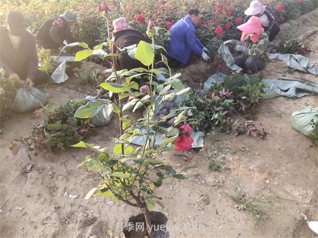 什么是大花月季的繁殖方法？怎么做才能生根成活？(圖2)