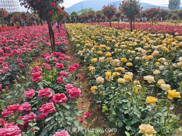 月季花的第二次開花：如何讓花長得更好？(圖1)