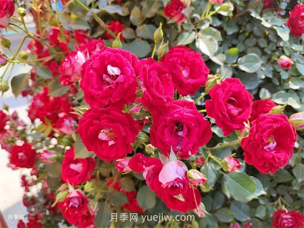 如何解決月季開花不旺？(圖1)