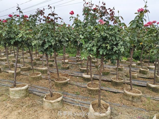 造成樹狀月季不開花的因素有哪些？(圖1)