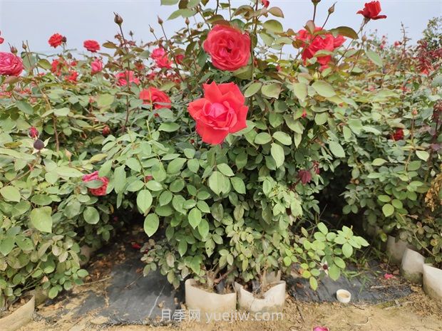 大花月季花可以嫁接培育嗎？(圖1)