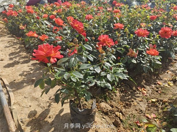 月季花怎么養(yǎng)護？(圖1)