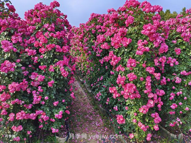 藤本月季哪些品種好養(yǎng)？(圖3)