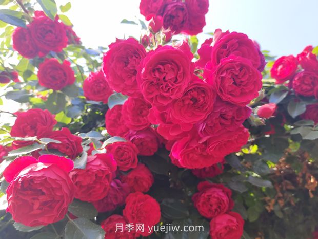 藤本月季哪些品種好養(yǎng)？(圖4)