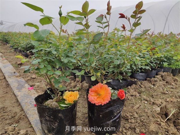 月季花怎么繁殖？(圖1)