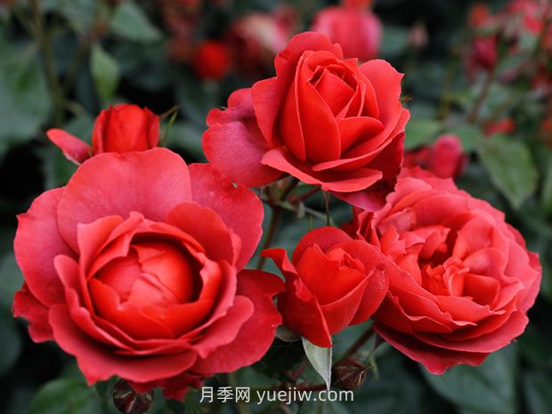 月季和薔薇有什么區(qū)別？(圖1)