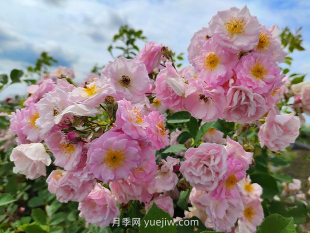 月季和薔薇有什么區(qū)別？(圖2)