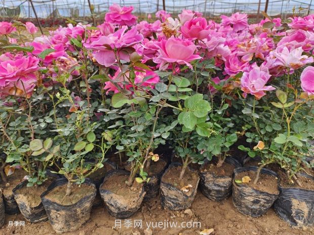 月季花怎么種？(圖1)