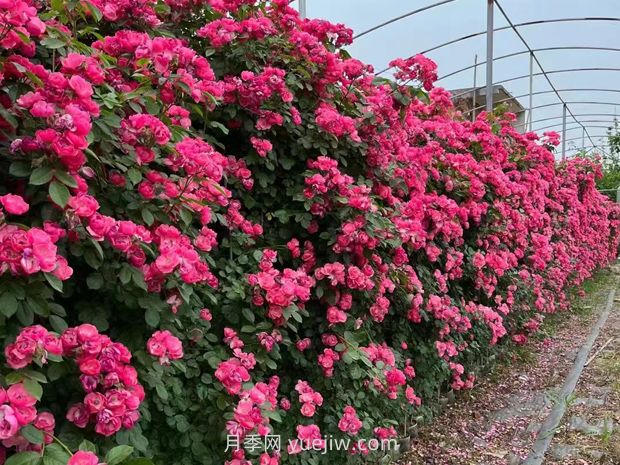 爬藤月季什么季節(jié)開(kāi)花？(圖2)