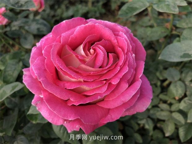 月季花和玫瑰花有什么區(qū)別？(圖1)
