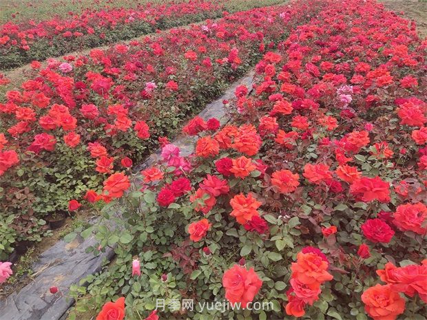 月季花的特點(diǎn)是什么？(圖1)