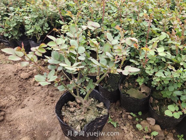 月季花什么時候移栽比較好？(圖1)