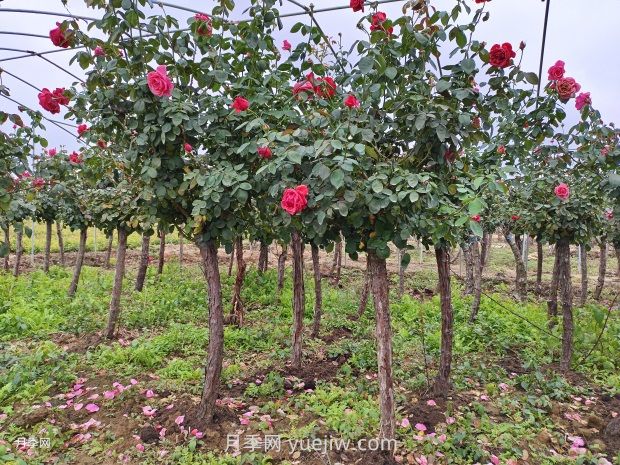 月季花什么時候移栽比較好？(圖2)