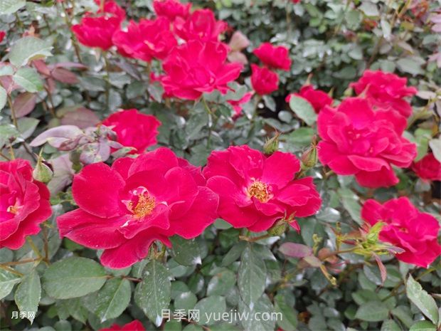 紅帽子月季怎么種植？(圖1)