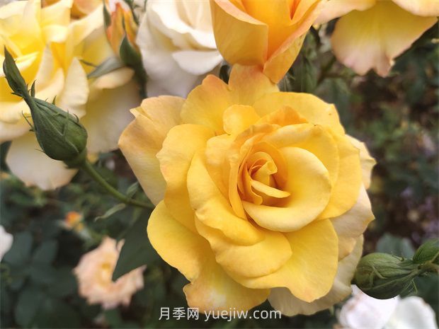 月季花好養(yǎng)嗎？(圖1)