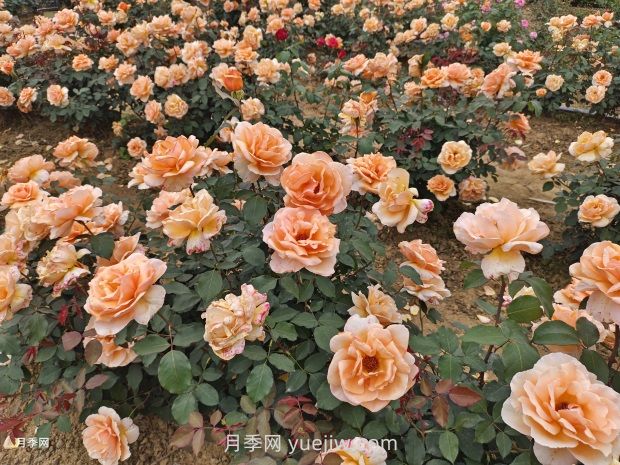 月季花好養(yǎng)嗎？(圖2)