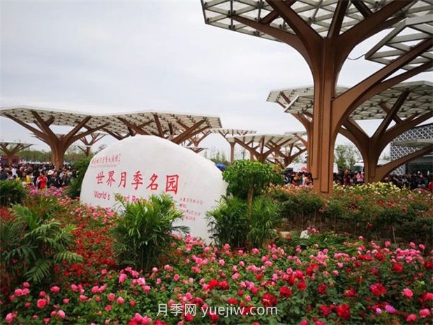 月季之鄉(xiāng)是哪個城市？南陽月季之鄉(xiāng)(圖2)