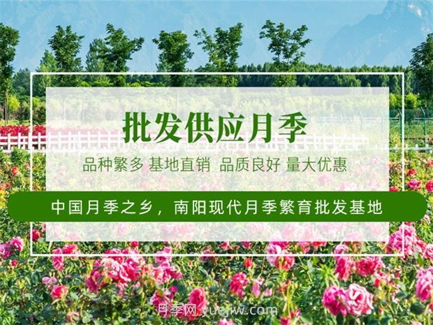 月季之鄉(xiāng)是哪個城市？南陽月季之鄉(xiāng)(圖3)