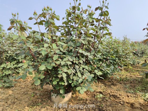 大花月季種植密度，每平幾棵？(圖1)