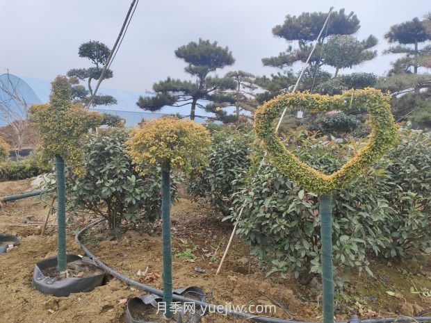 綠化苗木種植怎樣養(yǎng)護(hù)？(圖1)