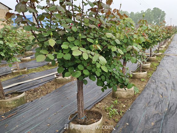 苗木栽植的深度多少***合適？(圖1)