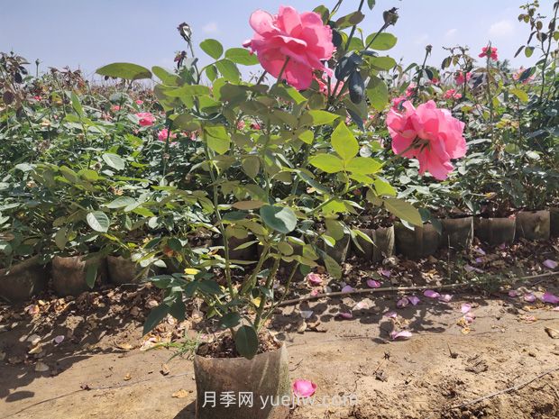 為什么夏季是苗木移植的淡季期呢？(圖1)