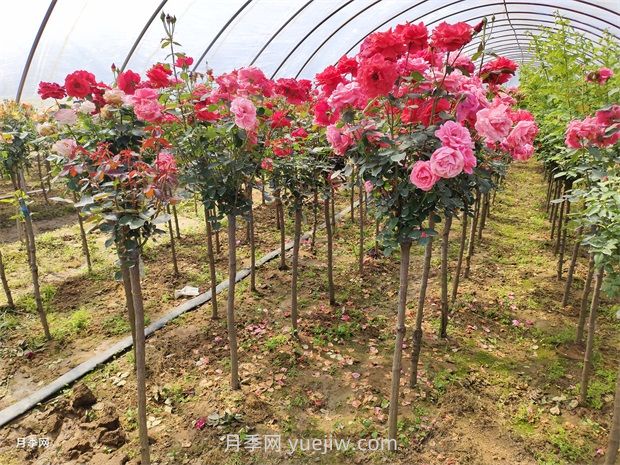 影響綠化月季苗木價(jià)格因素(圖1)