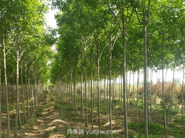 白蠟種植的注意事項(圖1)