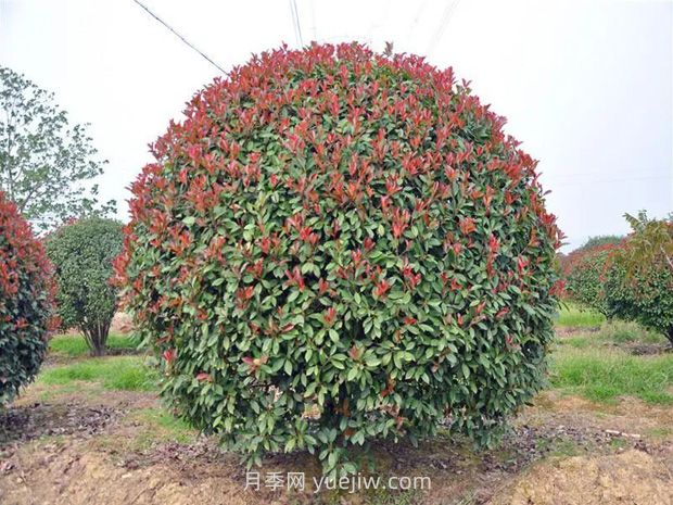 灌木修剪的原則與方法，時間和技術(shù)要點(diǎn)(圖2)