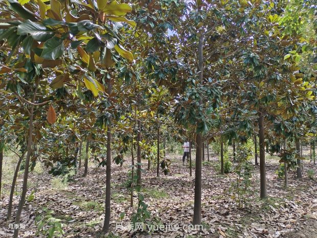廣玉蘭樹苗種植方法，怎么澆水和養(yǎng)護(hù)技巧(圖1)