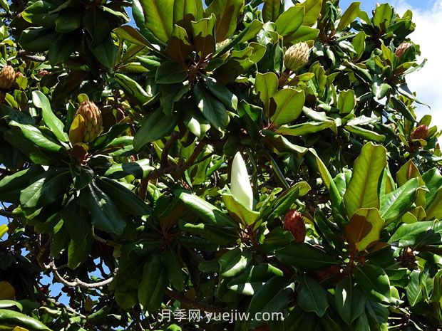 廣玉蘭樹苗種植方法，怎么澆水和養(yǎng)護(hù)技巧(圖2)